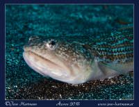 Eidechsenfisch am Sandgrund
